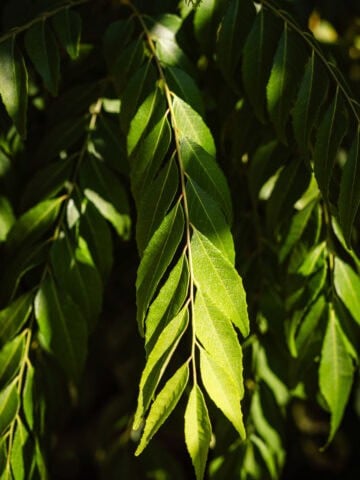 A curry leaf stems off a branch.