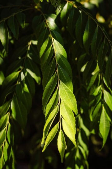 A curry leaf stems off a branch.